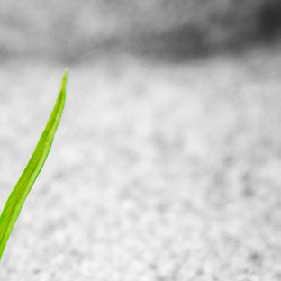 Logo, carte de visite, site internet pour Delphine Lasserre, Architecte paysagiste concepteur DPLG dans les Landes