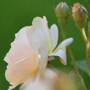 Photos, logo, illustration, flyer, site internet pour le Petit Pontbiel, gîtes et chambres d’hôtes dans les Landes