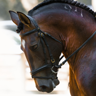 Site internet et fiche technique pour le Haras des Plaines en Tarn-et-Garonne